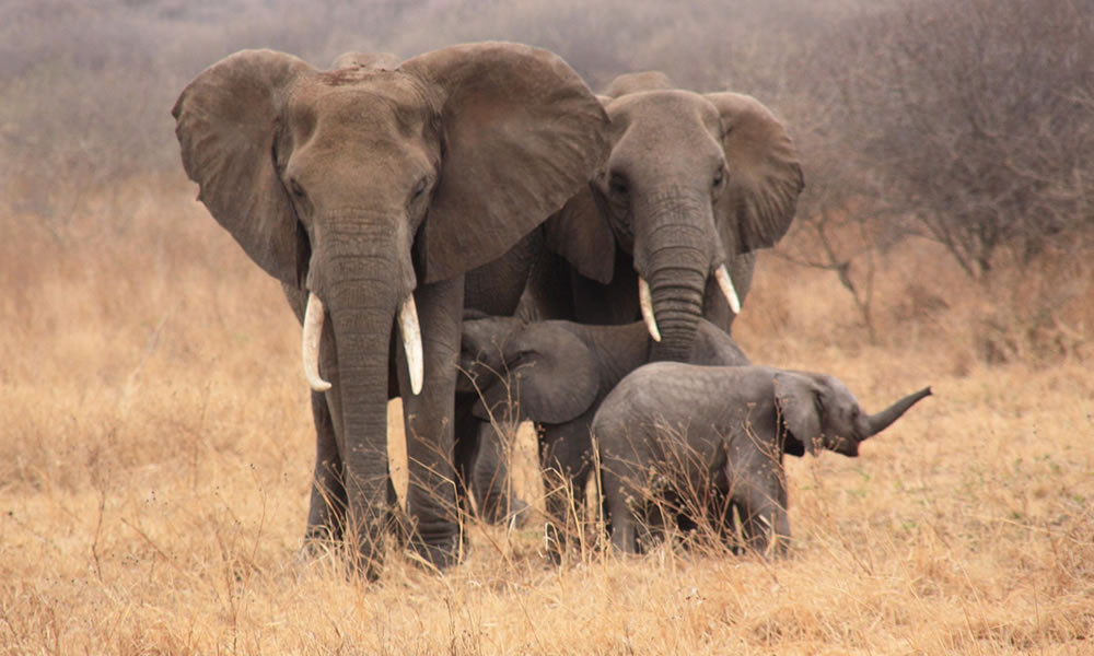 Tanzania Safaris
