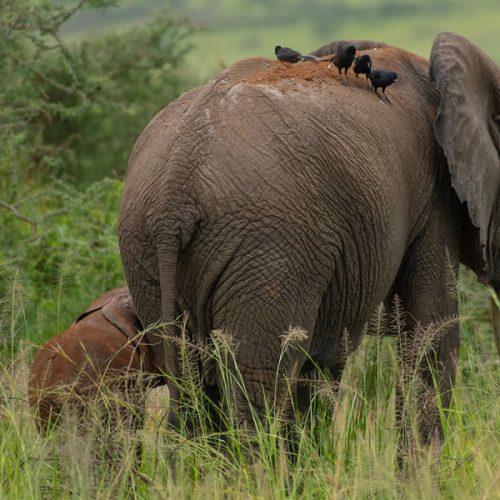 8 Days Best of Uganda Wildlife Safari Tour