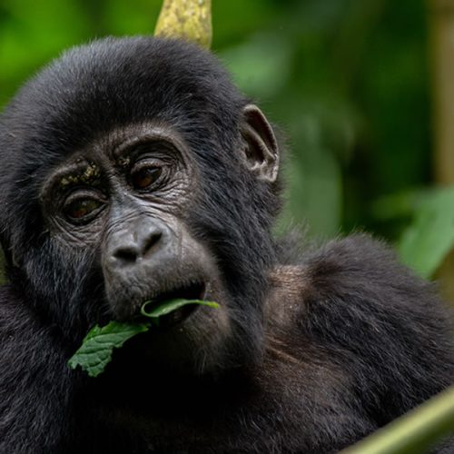 4 Days Primate Tracking Safari in Uganda