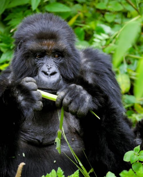 Best Time to Visit Rwanda for Gorilla Trekking
