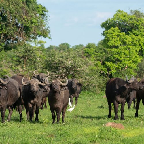 6 Days Uganda Wildlife Safari Adventure Tour