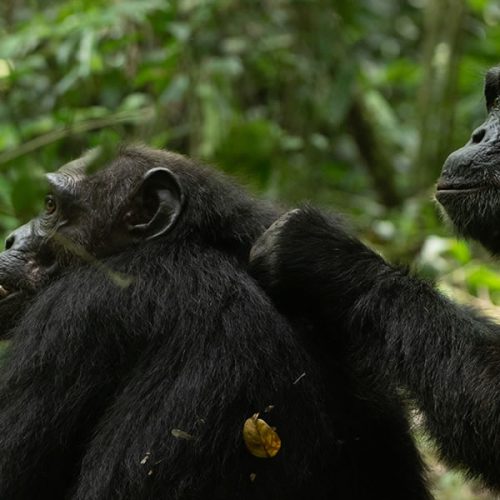 5 Days Gorilla and Chimpanzee Tracking Uganda Safari