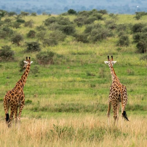 3 Days Uganda Safari to Murchison Falls National Park