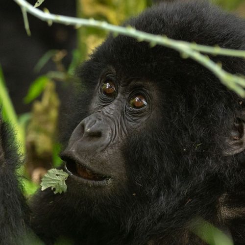 3 Days Uganda Gorilla Trekking Safari