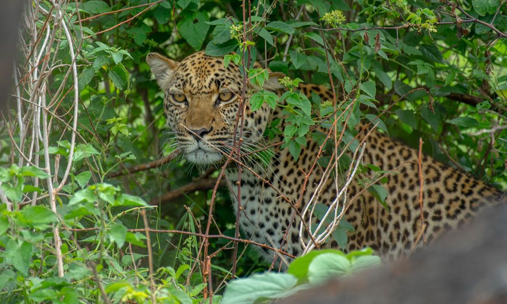 6 Days Kidepo and Murchison Falls National Park Safari