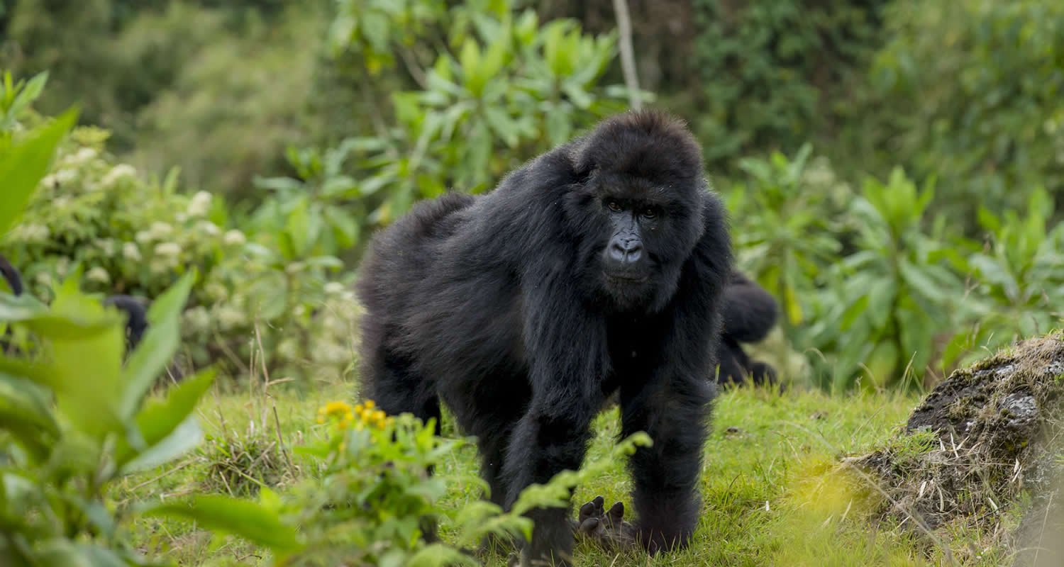gorilla tours in Uganda