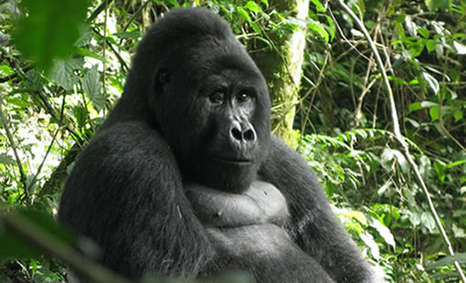 5 Days Double Gorilla Trek