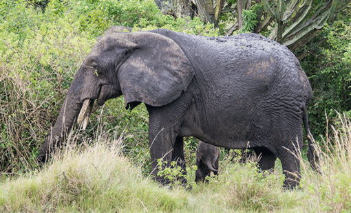 Discover Rwanda's best wildlife on a 7-day luxury safari — private guides, boutique lodges, gorilla & chimp trekking, plus Akagera game drives. Get a quote today.