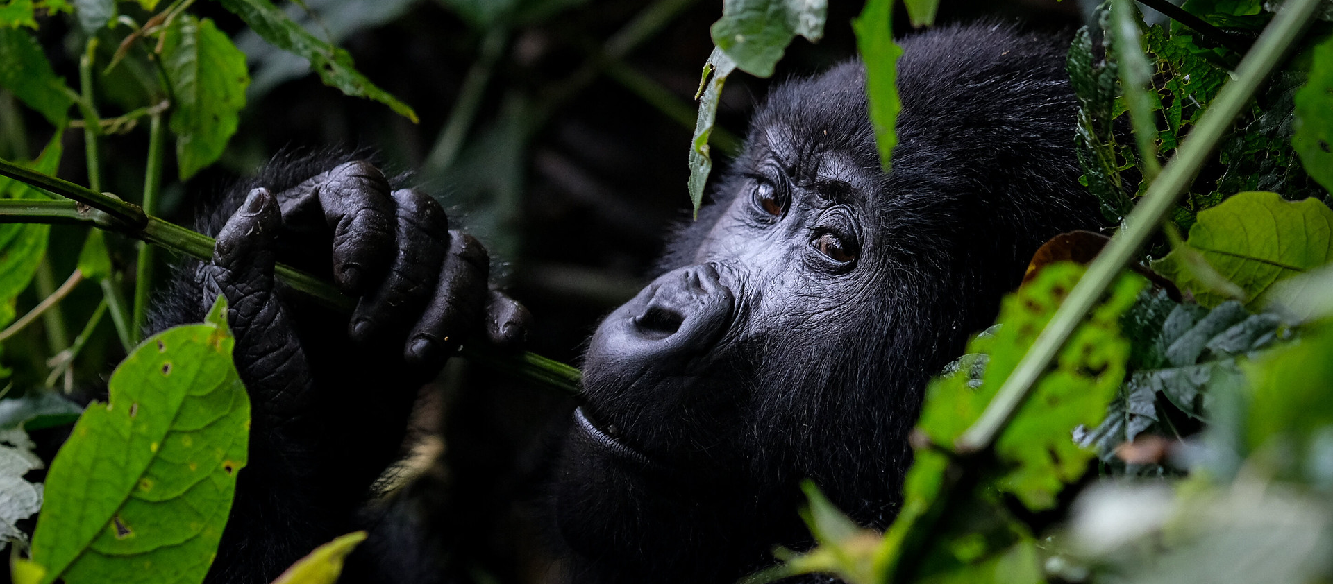 Gorillas Trek Africa is a leading African safari company specialising in exceptional wildlife and cultural experiences throughout East Africa. Our mission is to create professionally guided journeys that reveal Africa’s spectacular scenery, abundant wildlife, and fascinating cultural traditions.