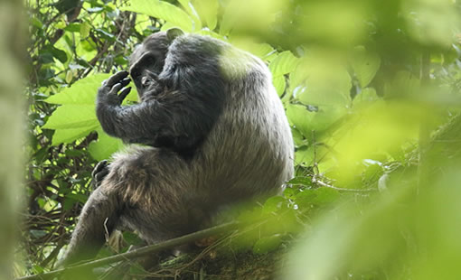 7-Day Rwanda Luxury Wildlife Safari