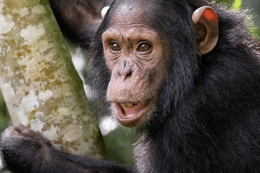 10-day Uganda safari combining Kibale chimp trekking, Queen Elizabeth game drives, and gorilla trekking in Bwindi — private 4x4s, top lodges, easy flying finish