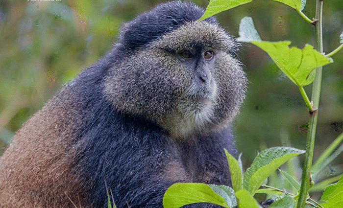 5-day safari combining Uganda's Gorilla Habituation Experience (4 hrs with a gorilla family) with Rwanda's Golden Monkey tracking. Border crossings, lodges & daily itinerary included."