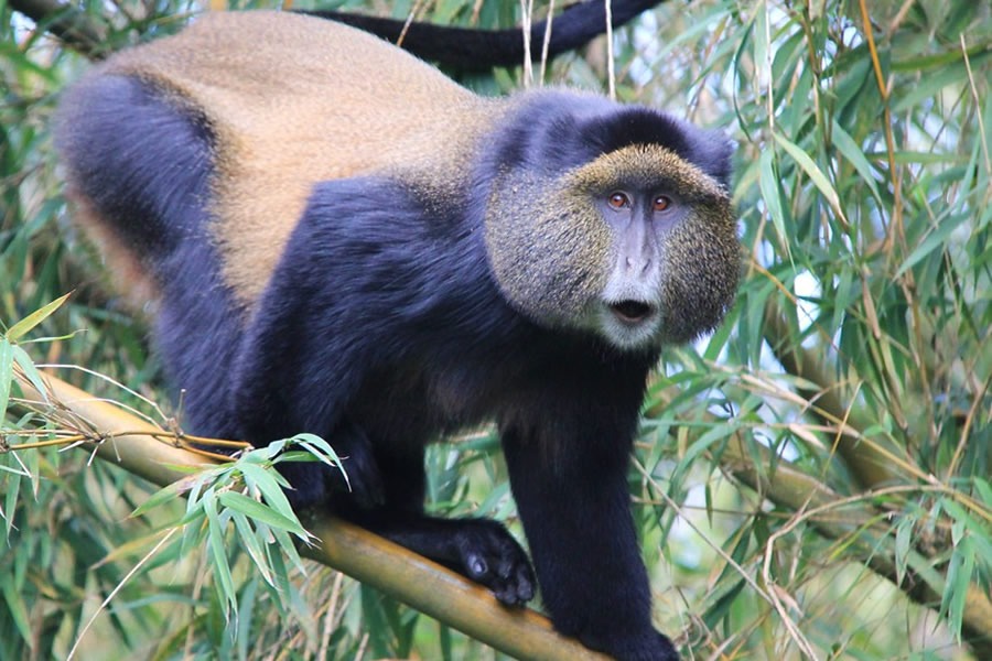 Trek mountain gorillas in Rwanda in just 2 days. Private transfers, gourmet dining, and stays at Bisate Lodge or One&Only Gorilla's Nest. Book your luxury safari.