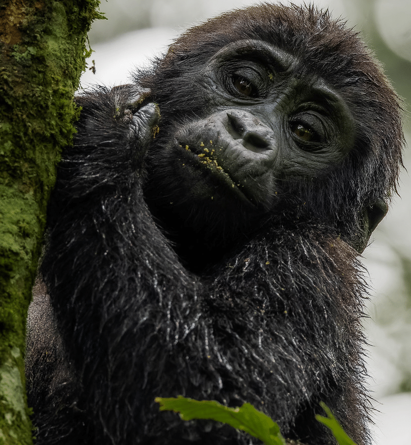 Gorillas Trek Africa is a leading African safari company specialising in exceptional wildlife and cultural experiences throughout East Africa