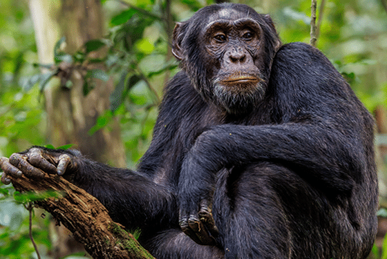 11-day Rwanda safari combining Nyungwe chimpanzees, Volcanoes NP mountain gorillas, Lake Kivu, and Akagera's Big Five — expertly guided, upper-midrange lodges