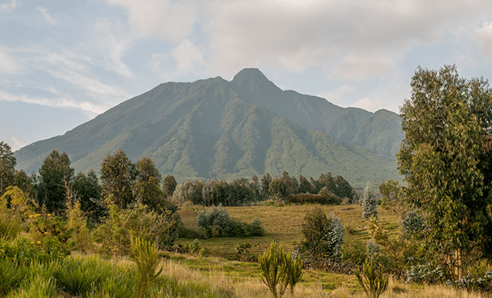 Short Luxury Gorilla Trek Rwanda | 2-Day Volcanoes NP Safari