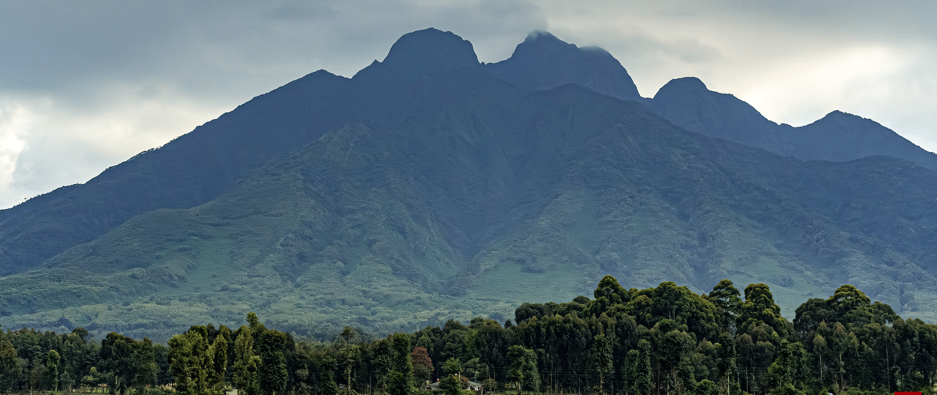 # The Best Time to Go Gorilla Trekking Few wildlife experiences match the moment you push through dense vegetation and find a mountain gorilla family a few meters away: a silverback chewing bamboo shoots, infants tumbling over each other, a mother grooming her young. Because these encounters are so special, and because permits are expensive and limited, timing your trip well matters. The short answer is that the dry seasons offer the easiest conditions, but the full picture is more nuanced than that. ## Where Gorillas Live Mountain gorillas survive in only two places: the Virunga Massif, which spans Rwanda (Volcanoes National Park), Uganda (Mgahinga Gorilla National Park) and the Democratic Republic of Congo (Virunga National Park), and Uganda's Bwindi Impenetrable National Park. Together they hold roughly 1,000 individuals, a number that has slowly grown thanks to decades of conservation work. Rwanda and Uganda are the most popular and accessible destinations, and both sit close to the equator, meaning seasons are defined by rainfall rather than temperature. ## Understanding the Seasons The region has two rainy seasons and two dry seasons each year, though the pattern shifts a little from year to year. **Long dry season (June to September):** This is widely considered the peak window. Rainfall drops sharply, trails are firmer, and the air is clearer for photography. Daytime temperatures in the highlands are pleasant, usually in the high teens to low twenties Celsius, with cold mornings and evenings. **Short rains (October to November):** Showers return, often as afternoon downpours rather than all-day rain. Landscapes turn lush and green, and crowds thin out. **Short dry season (December to February):** Another good window, with drier trails and warm, sunny days. Late December and early January are busy because of holidays. **Long rains (March to May):** The wettest period. April and May in particular can bring heavy, persistent rain, muddy trails and occasional road disruptions. Many lodges close or discount rates sharply. ## Why the Dry Seasons Are Popular The case for June to September and December to February comes down to practicality. **Easier hiking.** Gorilla treks can last anywhere from one hour to six or more, depending on where the family has moved since the previous day. The terrain is steep, often at altitudes between 2,200 and 3,500 meters. In dry conditions, the ground is less slippery, streams are easier to cross, and the physical effort is noticeably lower. For anyone with limited fitness or mobility concerns, this is a real advantage. **Better photography.** Drier weather means fewer storms and more usable light under the canopy. Rain, mist and low cloud can make it difficult to capture sharp images, and wet conditions put camera gear at risk. **Lower risk of disruption.** Heavy rains can make access roads to trailheads treacherous, particularly in parts of Bwindi where roads are unpaved and steep. Dry periods reduce the chance of delays. **Comfort.** Fewer mosquitoes, less mud, and a lower chance of being soaked through make the whole experience more pleasant. ## The Case for the Rainy Season The conventional wisdom overlooks some genuine benefits of traveling during the wetter months. **Gorillas are often closer.** During rains, vegetation is abundant at lower elevations, so gorilla families may not travel as far up the slopes in search of food. Some trekkers find the gorillas more quickly in the wet months, which can mean shorter hikes. This is not guaranteed, since gorillas range widely, but it is a commonly reported pattern. **Fewer visitors and easier permit availability.** In peak months, permits can sell out well in advance, sometimes many months ahead. During April, May and November, availability is far better, making this the choice for last-minute or flexible travelers. **Lower costs around the permit.** Gorilla permit prices in Rwanda and Uganda are generally fixed year-round, but Uganda has historically offered discounted permits during low-season months. Lodges and tour operators commonly reduce rates too, so overall trip costs can drop meaningfully. Check current permit pricing and any promotions before booking, as policies change. **Lush scenery.** The forests are at their greenest, and the mist gives the mountains a dramatic, atmospheric look that many visitors find beautiful. **Better trekking conditions than you might expect.** Rain in this region often falls in the afternoon or overnight. Many treks begin in the morning, so you may stay dry for much of the hike, provided you carry proper rain gear. ## Month-by-Month Snapshot **January and February:** Dry and warm, with good trekking conditions and moderate crowds. February is often among the best months. **March:** Rains begin building. Showers are frequent but not yet at their worst. **April and May:** Peak rainy season. Expect mud, cloud and heavy showers. Best for budget travelers and those who value solitude over comfort. **June to August:** The classic high season. Reliable weather, clear views, and high demand. Book permits and lodging well ahead. **September:** Still largely dry, with demand easing slightly from the summer peak. A strong choice for combining good weather with a bit more availability. **October and November:** Rains return, but the landscapes are vibrant. November tends to be wetter than October. **December:** Dry and festive, but expect holiday crowds and higher prices around Christmas and New Year. ## Gorilla Behavior and Seasonal Variation Gorillas are active year-round, and there is no season when sightings are impossible. Their diet shifts with plant availability, which affects where they feed. Bamboo shoots, a favorite food, appear at certain times in the Virunga region, and gorillas will move to higher bamboo zones to feed on them. This can lengthen treks in some months. Babies are born throughout the year, so there is no breeding season to plan around, though your chances of seeing an infant are good in any month. ## Practical Planning Advice **Book permits early.** For June to September and the December holidays, reserve permits and accommodation at least six to twelve months ahead. Permits are issued for specific dates and are generally non-refundable, though some operators offer rescheduling terms. **Choose your destination carefully.** Rwanda's Volcanoes National Park offers easier access from Kigali, typically around a two-hour drive, and a polished, well-organized experience. Uganda's Bwindi has more gorilla families and a wider price range for permits, but longer, rougher journeys. Both are excellent. **Pack for all weather.** Even in the dry season, the mountains can be wet and cold. Bring a waterproof jacket, sturdy waterproof hiking boots, gaiters, long trousers and sleeves (to guard against nettles and insects), gardening gloves for gripping vegetation, and layers for chilly mornings. A porter, who can be hired locally for a modest fee, is well worth it and supports the local community. **Be honest about fitness.** Treks can be demanding regardless of season. If you are concerned, request a gorilla family known to be nearer to the trailhead, and consider hiring a porter or a sedan chair service where available. **Health and rules.** You must be free of contagious illness, as gorillas are vulnerable to human diseases. Visitors maintain a distance of seven meters, and groups are limited to eight people per gorilla family, with visits lasting one hour. ## So, When Should You Go? If comfort and reliability are your priorities, aim for **June to September**, or **December to February** if those dates suit you better. These months give you the firmest trails, clearest skies and the lowest chance of weather ruining your plans, though you will pay for demand with earlier booking and busier lodges. If flexibility, lower costs and solitude appeal more, the **shoulder and rainy months of March to May and October to November** are rewarding, provided you are prepared for mud and showers. Many experienced travelers argue that a drenched, muddy hike that ends with a gorilla family in a misty forest is more memorable, not less. Ultimately, the gorillas are there whatever the weather. The best time to go is the one that fits your fitness, budget and schedule, combined with early planning and the right gear. Whenever you choose, you will be taking part in one of the world's great conservation success stories, since your permit fee directly funds the protection of these animals and the communities living beside them.