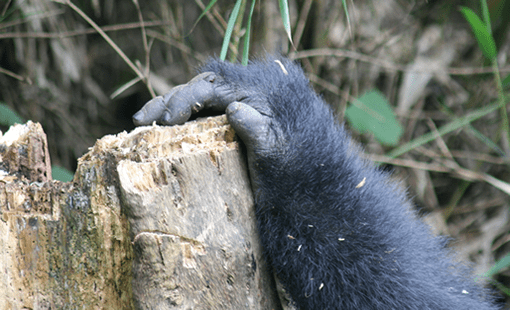 5-day Rwanda Nyungwe chimp trek