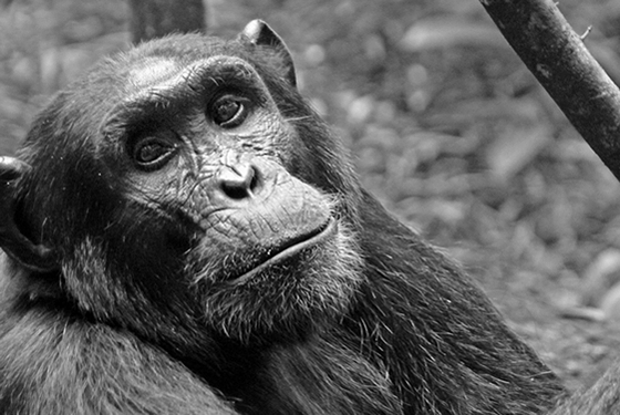 Trek chimps, gorillas & golden monkeys, cruise Lake Kivu, and spot the Big Five in Akagera on this 11-day Rwanda wildlife safari itinerary