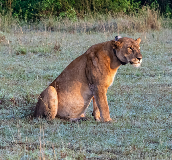 8-Day Uganda Safari