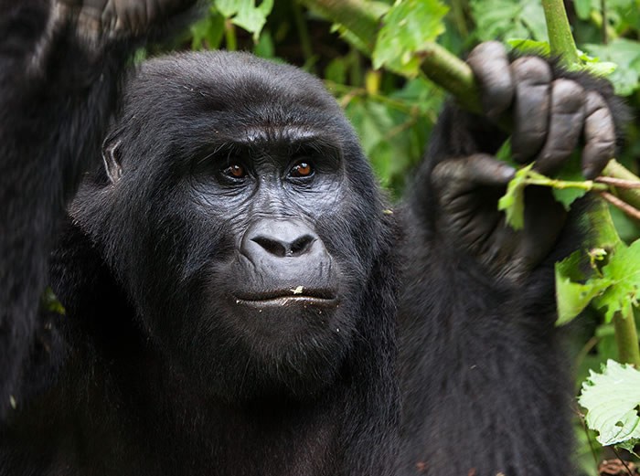 Bwindi gorilla trek: sectors, best time to visit, lodges, permits and tips. Book a tailored Uganda safari with Gorilla Trek Africa.