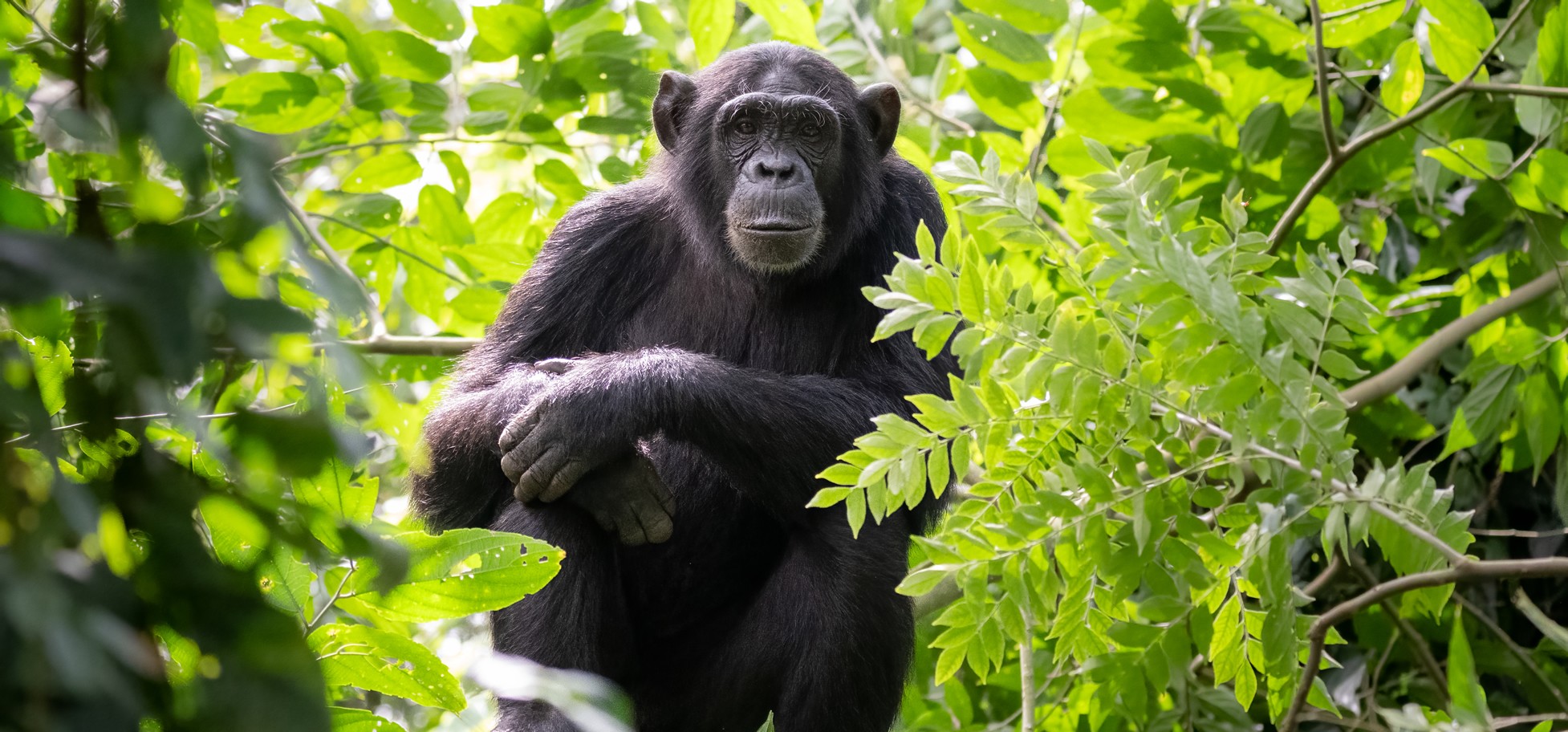 6 days, 3 parks: chimp habituation in Kibale, a Queen Elizabeth game drive with tree-climbing lions, and gorilla trekking in Bwindi’s Buhoma sector