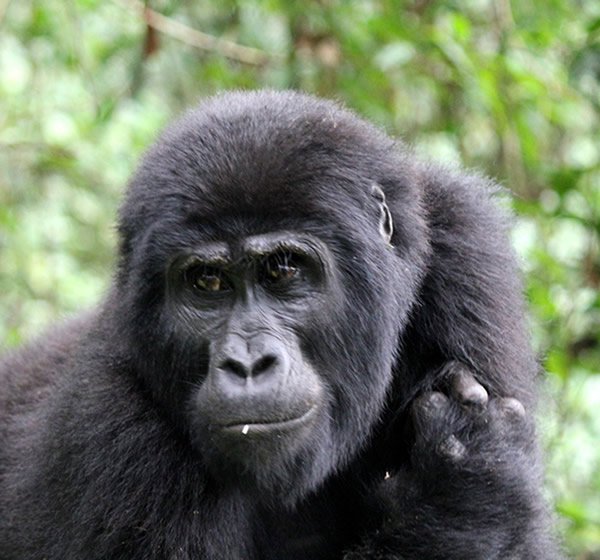 15 Days Uganda Safari