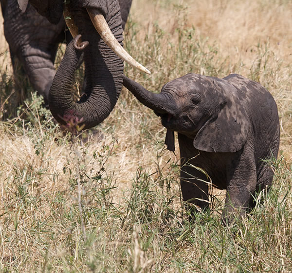 10-Day Uganda Safari