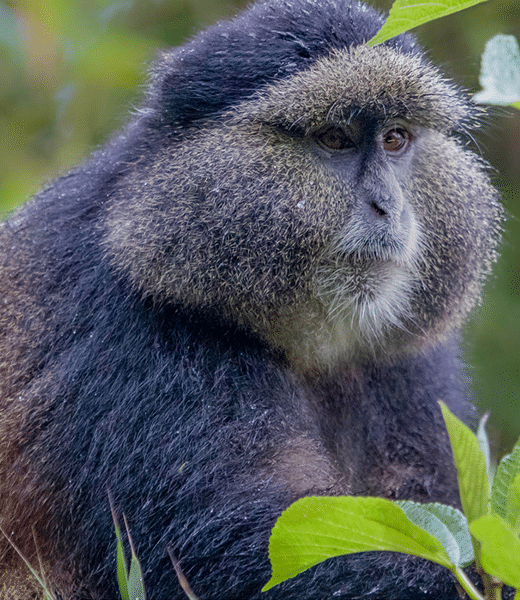 Explore Mgahinga Gorilla National Park in Uganda: track the Nyakagezi gorillas and golden monkeys, hike Virunga volcanoes, and plan your trip.