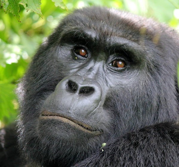 3 Days Rwanda Gorillas