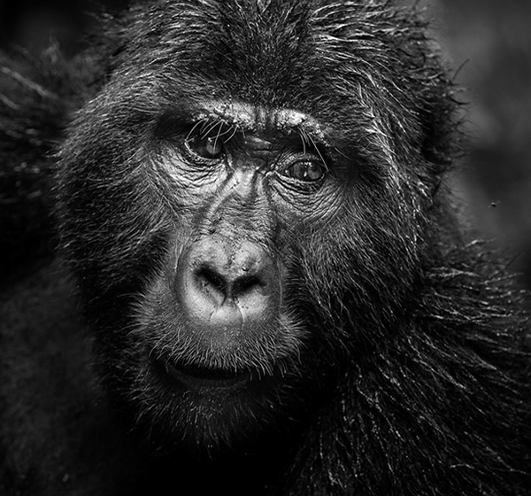3 Days Gorilla Habituation