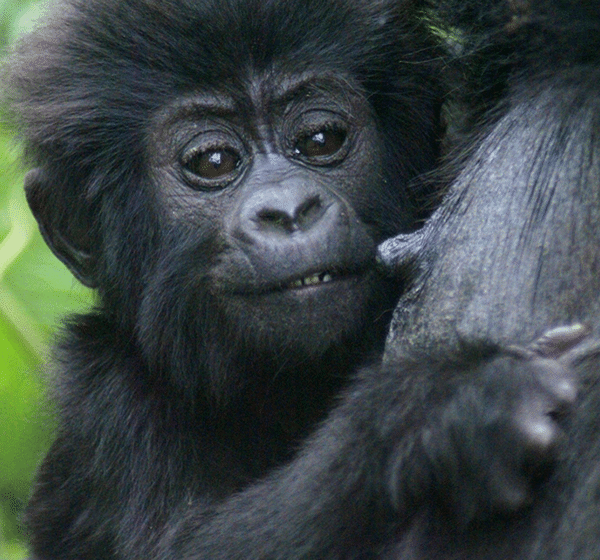 2 Days Bwindi Gorillas