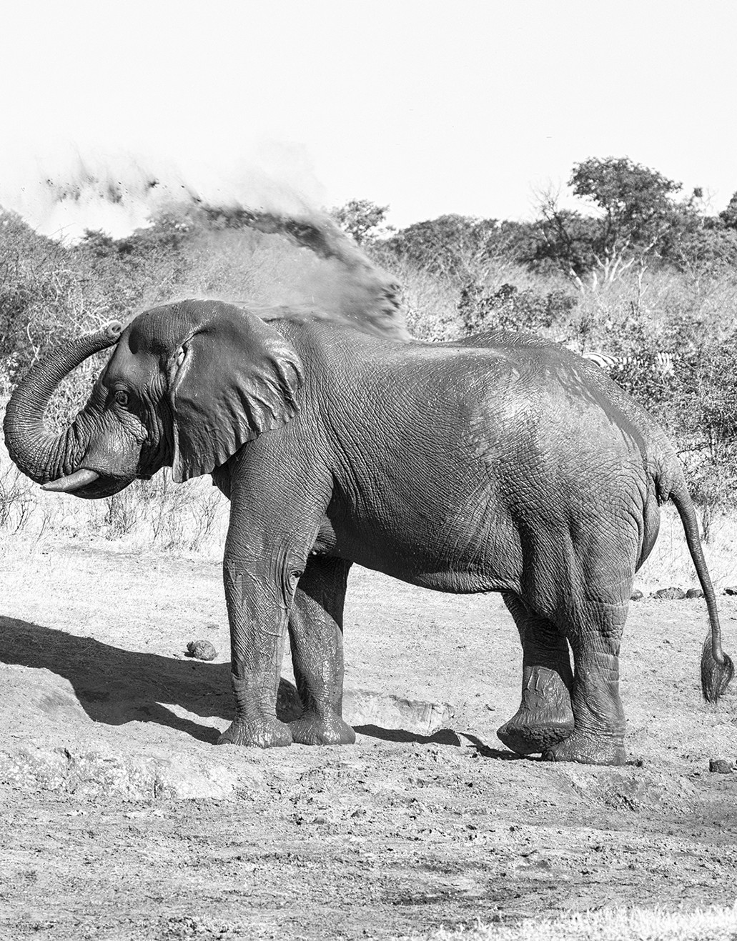 Explore Uganda and Rwanda's top safari destinations: gorillas in Bwindi and Volcanoes, chimps in Kibale and Nyungwe, Big Five in Akagera.