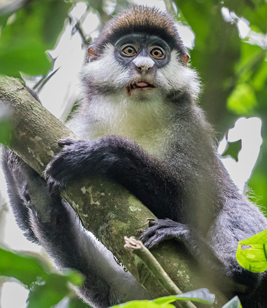 Explore Nyungwe Forest in Rwanda: track chimpanzees, walk the 160m canopy bridge, and plan the best time to visit and where to stay. Get a quote.