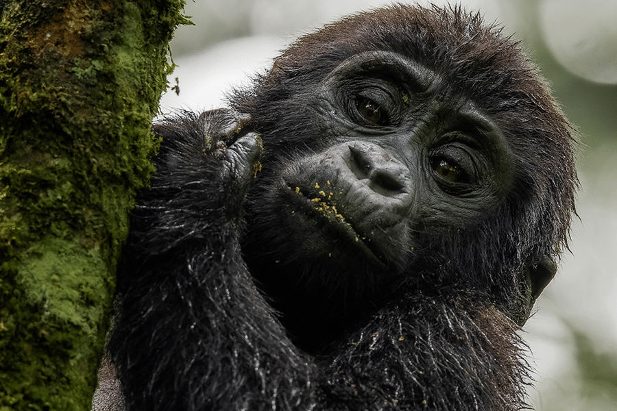 10-day luxury Uganda safari by light aircraft: Nile boat cruise, shoebill, chimp trekking and a gorilla trek in Bwindi. Plan your trip with local experts.