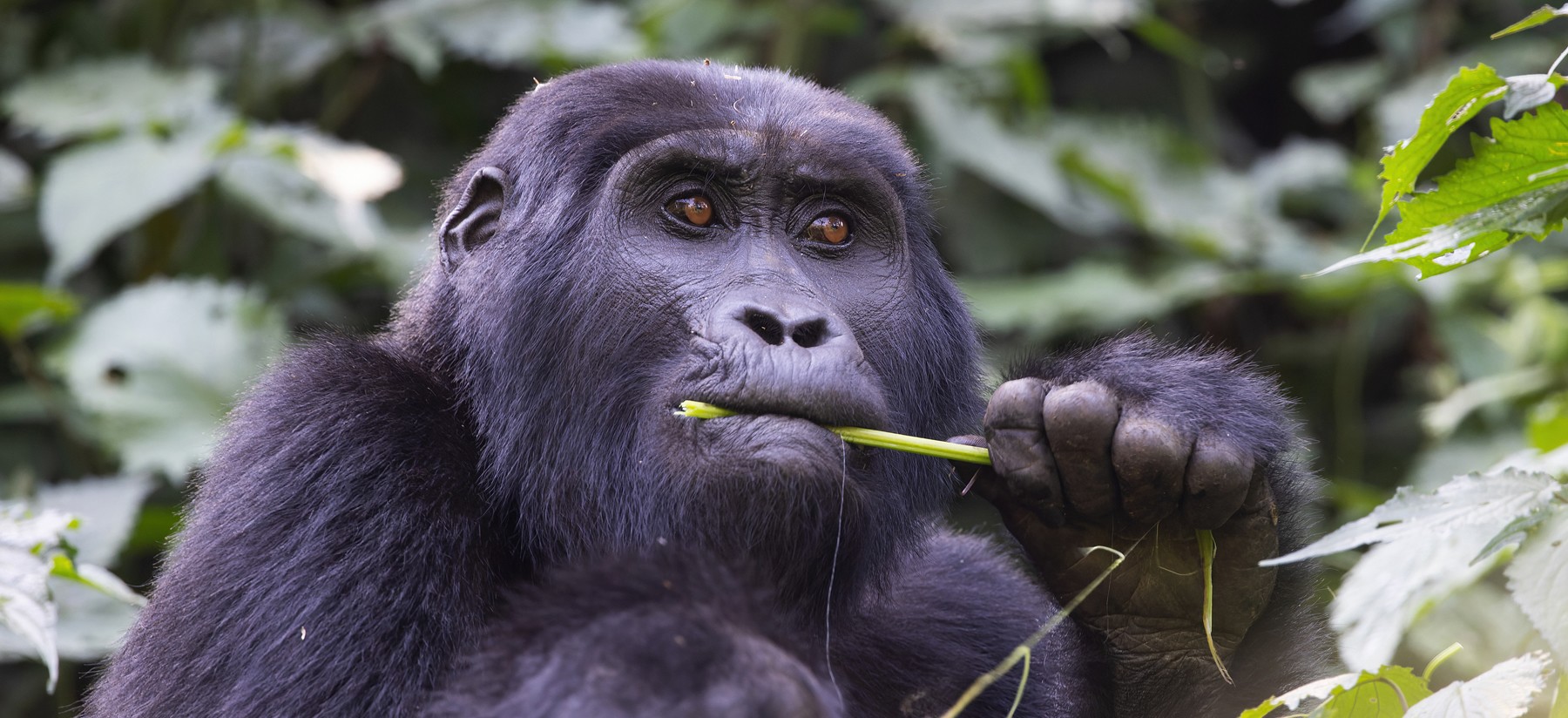 Spend up to 4 hours with wild gorillas on a 3-day Bwindi habituation safari. Fly Entebbe to Kisoro and stay at Clouds Lodge. Request a quote